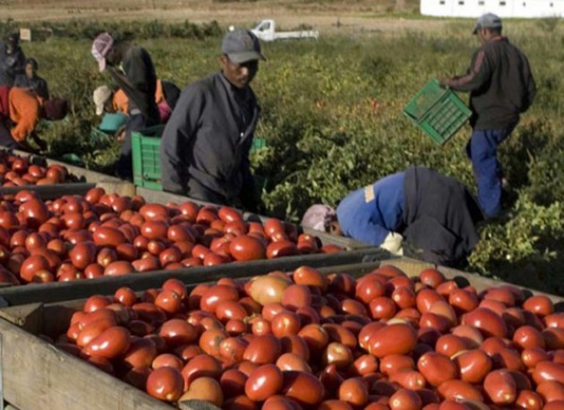 Basilicata: un Sindacato di strada per i braccianti migranti