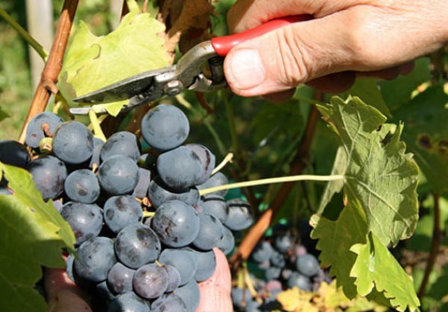 Vendemmia: 12% di uva in meno a causa del clima