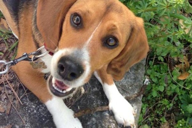 Lonato del Garda. È entrato in servizio a Lonato il garante per il benessere degli animali