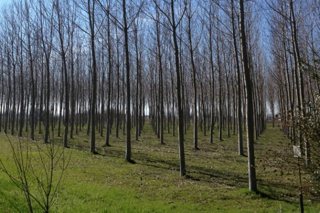 Roma. Approvata alla Camera la risoluzione di SEL sulla pioppicoltura