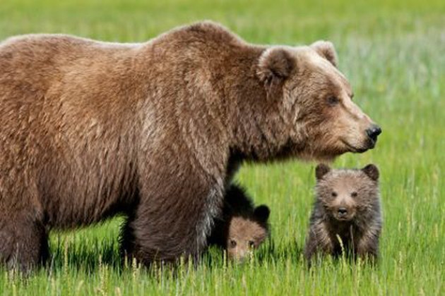 Orsa Daniza è stata uccisa