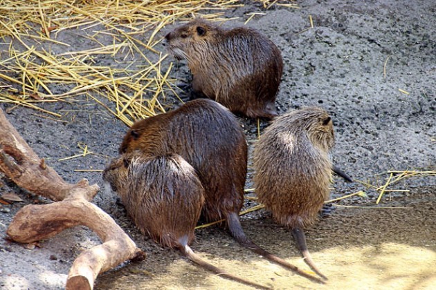 Roma. Nutrie, il leghista Guidesi presenta un question time