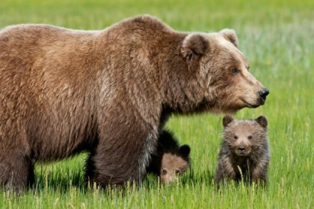E’ con tristezza che ho appreso dell’uccisione dell’orsa Daniza.F.Bordo (Sel Cremona)