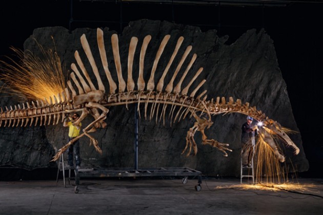 Presentazione a Washington primo scheletro completo di Spinosauro