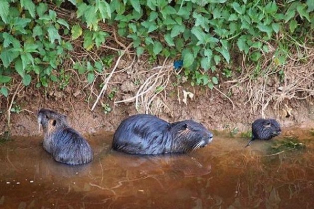 Carra e Alloni (PD): ‘La Regione faccia una legge per l’eradicazione delle nutrie’