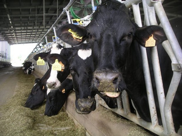 Polverizzatore e nuove filiere prezzi latte in Lombardia