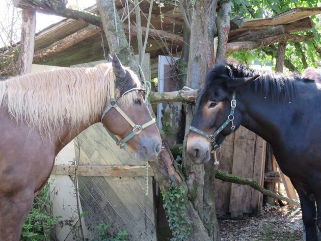 In Carrozza per cascine: Cultura e Gusto nel Cremasco