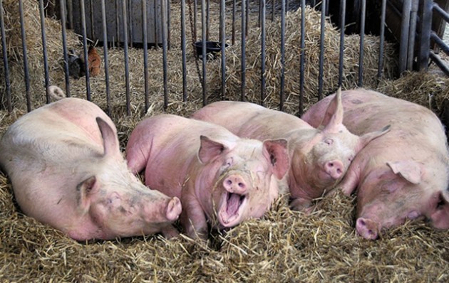 Vantaggi dell'alimentazione animale senza OGM