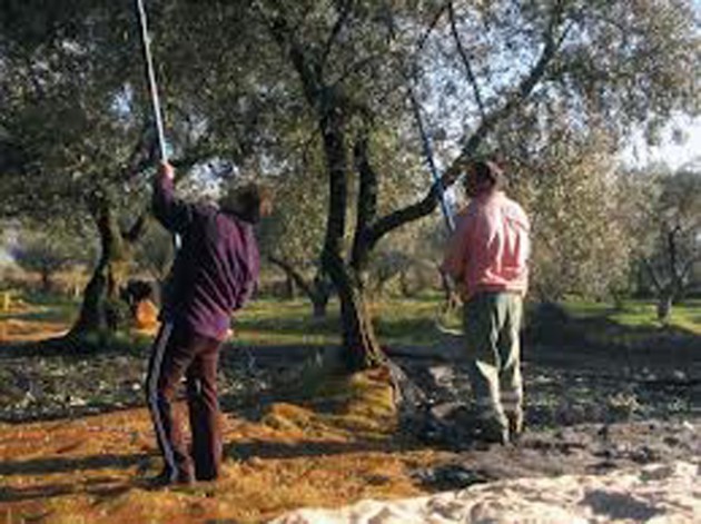 Maltempo in Lombardia: -25% produzione olio e intanto parte raccolta olive