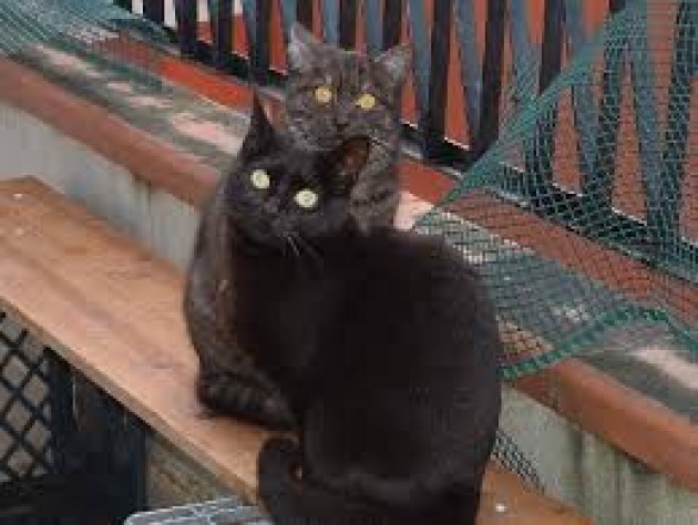 Il Sindaco di Spino d’Adda a favore dei gatti