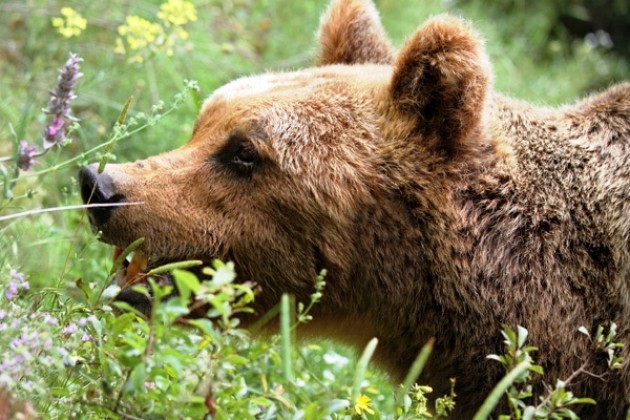 Un corteo per gli orsi del Trentino, domenica a Trento