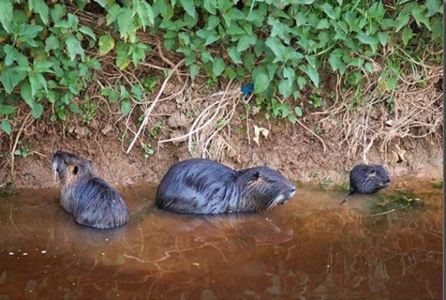 Eradicazione nutrie a Cremona: depositato progetto di legge regionale