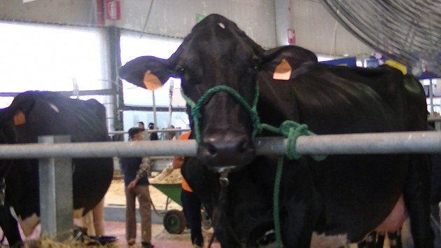Chiusa la 69esima edizione delle Fiere Zootecniche di Cremona con 61537 visitatori
