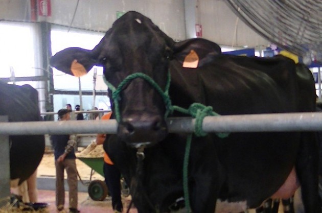 I giovani in agricoltura. Testimonianze dalla Fiera Zootecnica di Cremona 2014 (video)