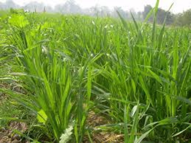 L'asse PD-FI questa volta colpisce i fondi per l'agricoltura |F.Bordo (Sel Cremona)