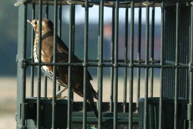 5 Stelle Lombardia sulla caccia: ‘L’Assessore Fava studi le direttive europee’