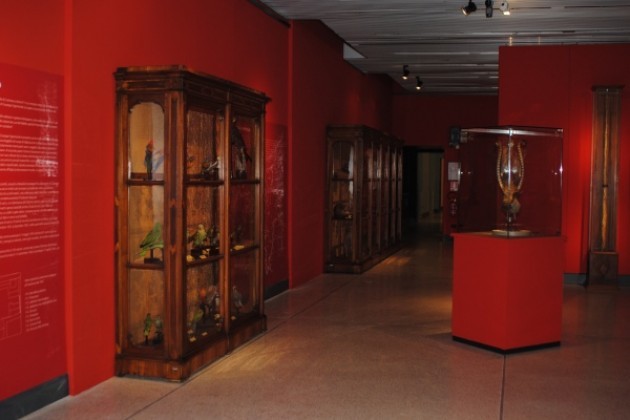 Al Museo di Storia Naturale di Cremona, le donazioni ‘Cauzzi’ e ‘Guarneri’ in mostra