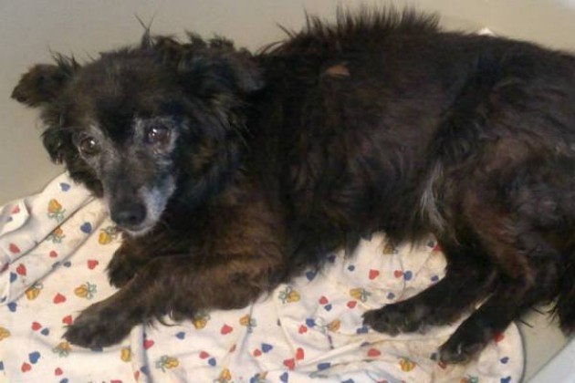 Frensis, ‘Dolcissima vecchierella’, cane in adozione in provincia di Bergamo