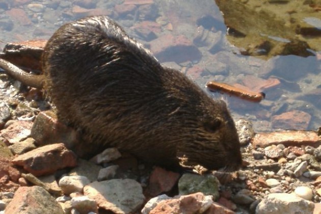 Nutrie, approvata l’eradicazione. Coldiretti Cremona: ‘Bene, avanti tutta’