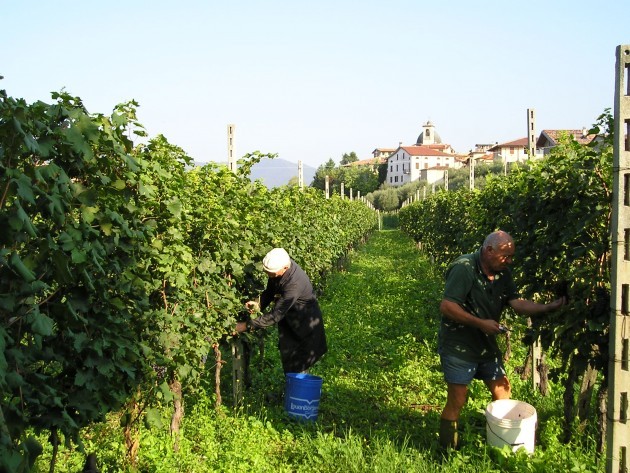 Expo. La sfida delle etichette fra i vini Horror e campioni bresciani