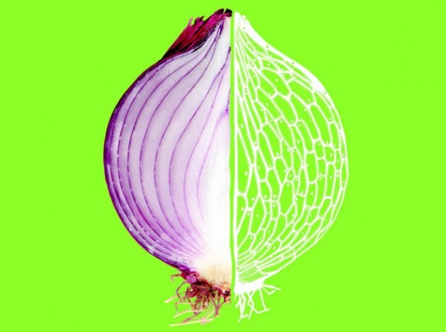 Museo di Storia Naturale a Milano, “FOOD” racconta “La scienza dai semi al piatto”