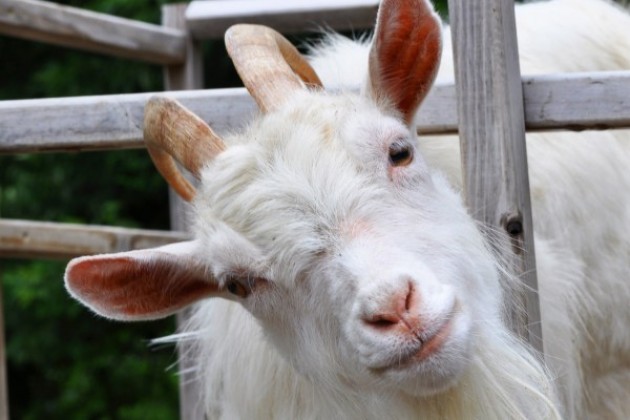 Accademia Internazionale dell’Arte Casearia, focus sull’allevamento caprino