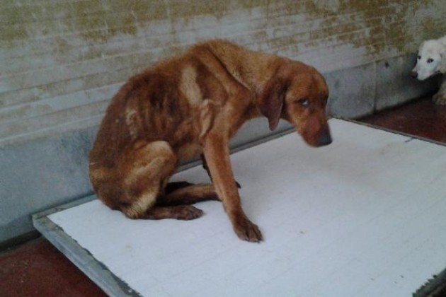 L’Associazione Gabbie Vuote denuncia: ‘Se questo è un cane’