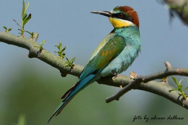 Mostra in provincia di Cremona, a Casale Cremasco foto ornitologiche