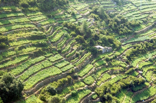 Adotta un terrazzamento in Liguria