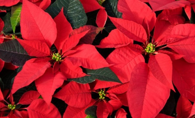 Stella di natale: puo' essere nociva