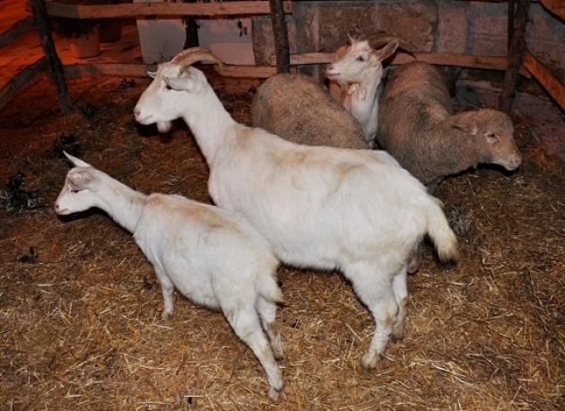 La lettera di protesta degli animalisti per l’uso di animale nel prese di Gerre Caprioli