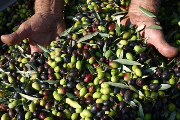 All’Expo anche l’olio Molisano