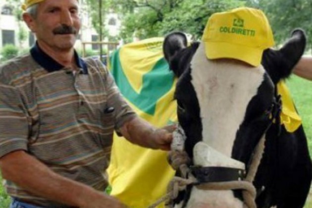 Latte, Coldiretti Cremona: «Per i nostri allevatori un danno da 38 milioni di euro»