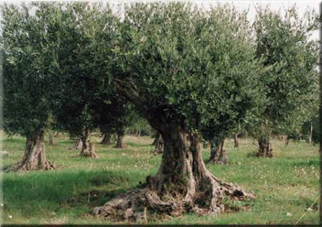 In Valtellina si produce olio italiano