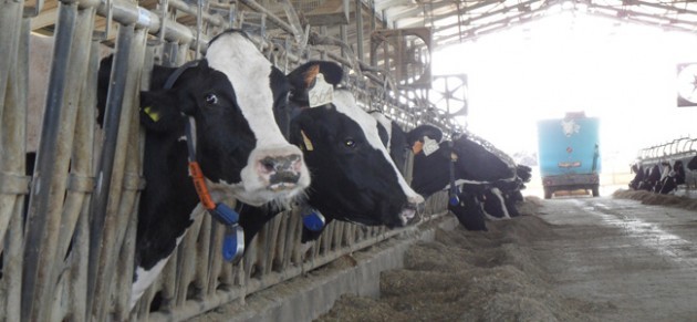 Latte, è allarme per le stalle lombarde: persi 150 milioni per il tracollo dei prezzi