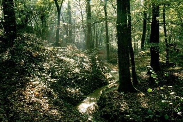 Il bosco lombardo aumenta ogni 5 ore della superficie di un campo di calcio