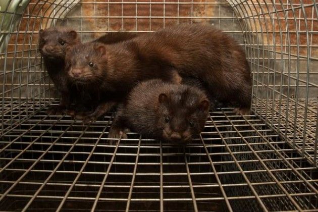 Animali uccisi in camere a gas, in 30 città la petizione per dire no