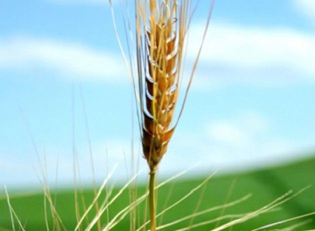 Coldiretti, a 100 giorni da Expo la top five dei primati italiani