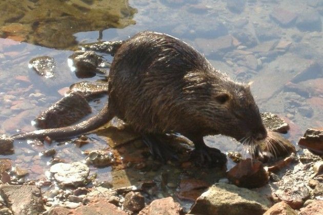 Un comitato di cittadini per il ‘No’ all’uccisione delle nutrie