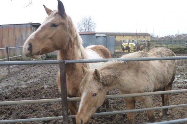 Sequestro dell’allevamento di cavalli a Cremona, si cerca un luogo per accudirli