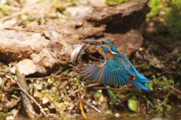 Fotografia naturalistica in provincia di Cremona, a Crema una collettiva