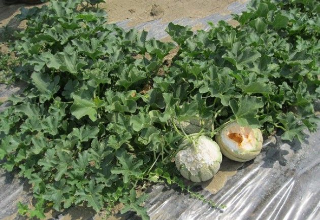 Cremona Eradicazione nutrie: a che punto siamo?