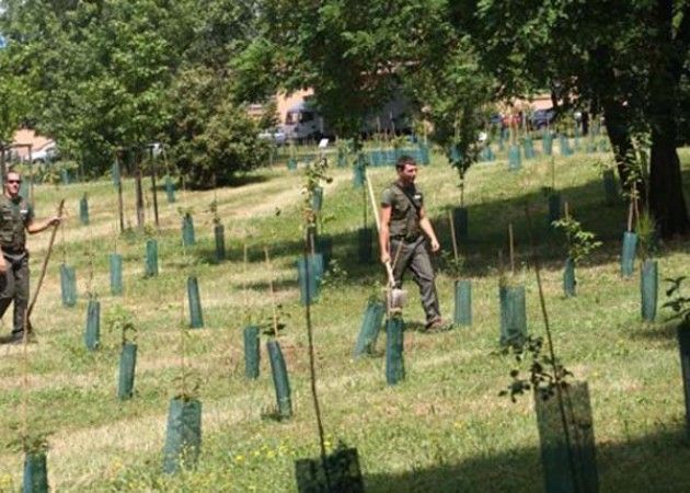 50mila nuovi alberi a Milano, impegno per il verde pubblico