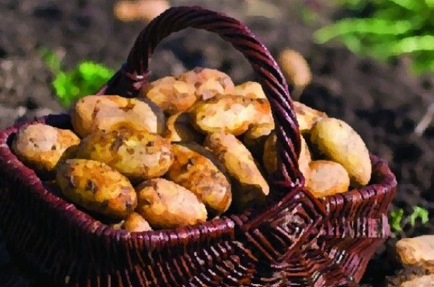 Giornata dedicata alla biodiversità SAPERE PER FARE PATATE