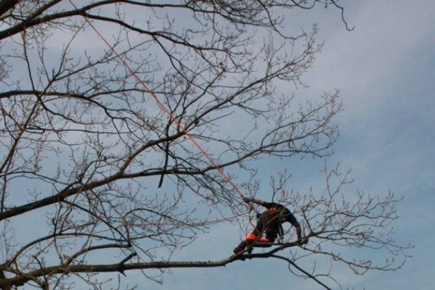 Formazione 3T: ‘Per gli alberi servono figure professionali specializzate’