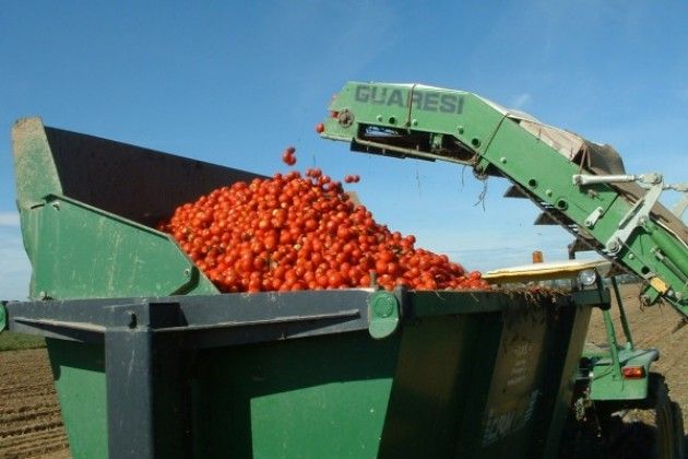 Pomodoro da industria, le organizzazioni di prodotto faranno la differenza