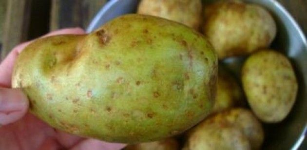 Patate. Tossiche quelle verdi