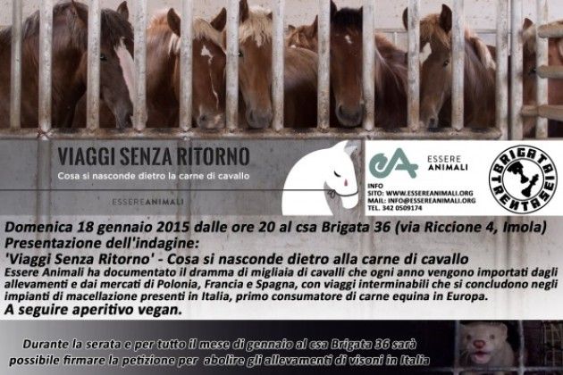Cavalli uccisi dopo viaggi estenuanti, mobilitazione a Milano dopo l’indagine shock