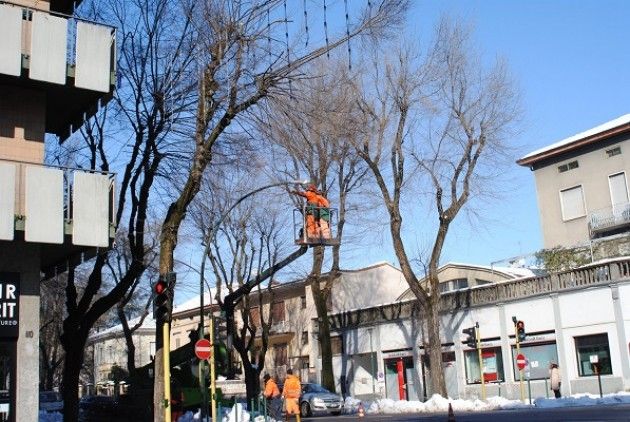 Sono già 8mila gli alberi messi in sicurezza a Cremona