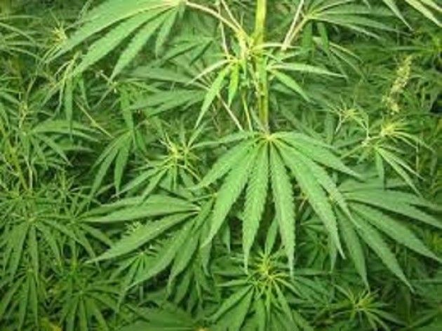 Cannabis legalizzata in Uruguay  C'e' tempo per la vendita in farmacia
